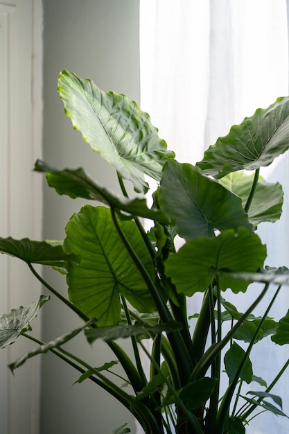 Planta de casa alocasia em casa planta de orelha de elefante gigante com folhas verdes exuberantes no jardim interior