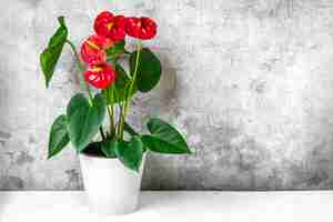 Foto planta de casa anthurium em vaso de flores branco isolado em mesa branca e fundo cinza anthurium é uma flor em forma de coração flamingo flores ou anthurium andraeanum araceae ou arum simbolizam hospitalidade