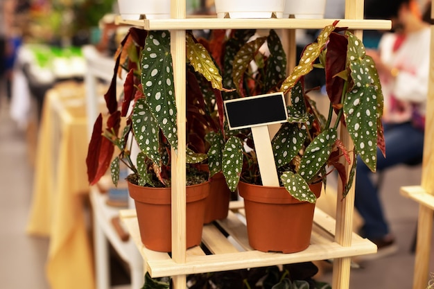 Planta de casa begônia maculata com padrão de belas manchas em vasos de flores na mesa