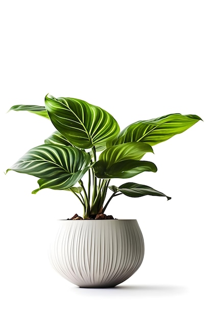 Foto planta de casa calathea em vaso de cerâmica