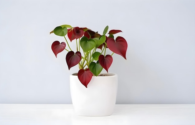 planta de casa com folhas verdes e corações vermelhos em panela branca em mesa de madeira branca sobre fundo branco