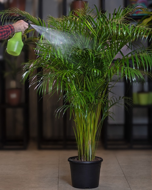 Planta de casa com palmeira de areca - rega