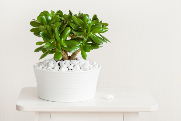 Planta de casa Crassula ovata jade planta dinheiro árvore em vaso branco