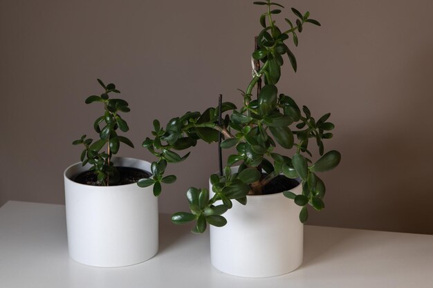 planta de casa Crassula ovata planta de jade árvore de dinheiro em pote branco