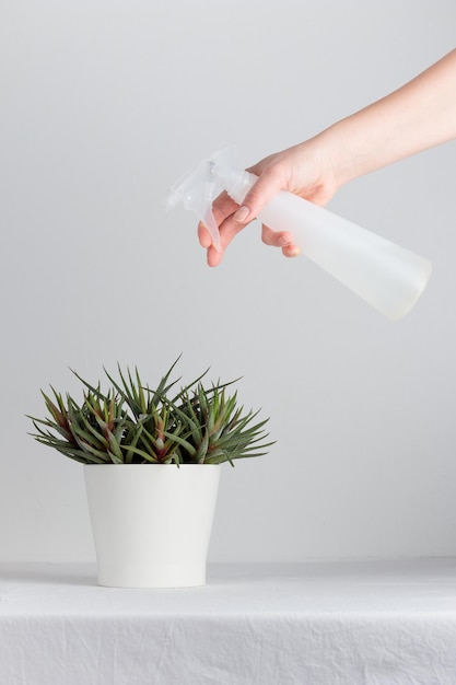 Planta de casa crescente em um vaso de flores e mãos humanas segurando garrafa de spray