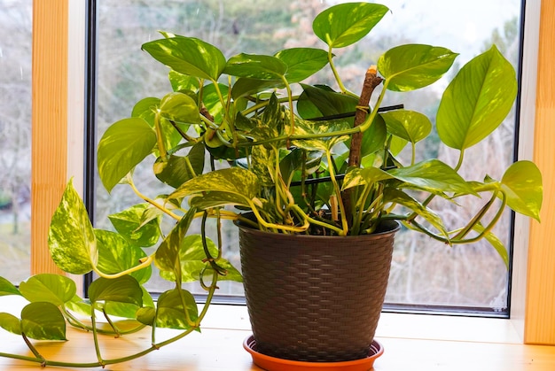 Planta de casa de Golden pothos ou Devils ivy plant ou Sirih Gading Epipremnum aurum Interior da casa