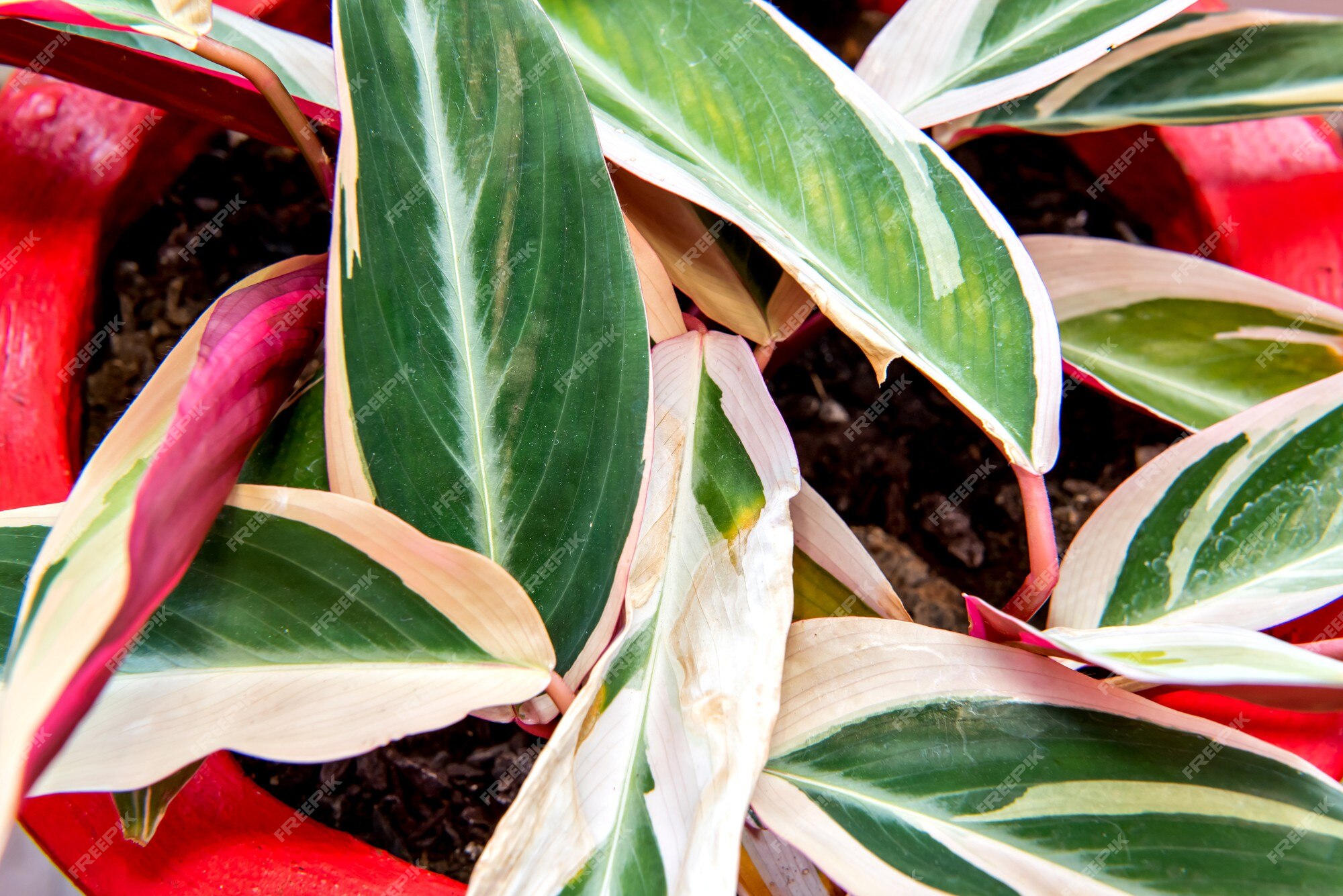 Plantas Da Casa Da Maranta Tropical Cristata Bicolor Foto de Stock - Imagem  de escuro, verde: 249793570