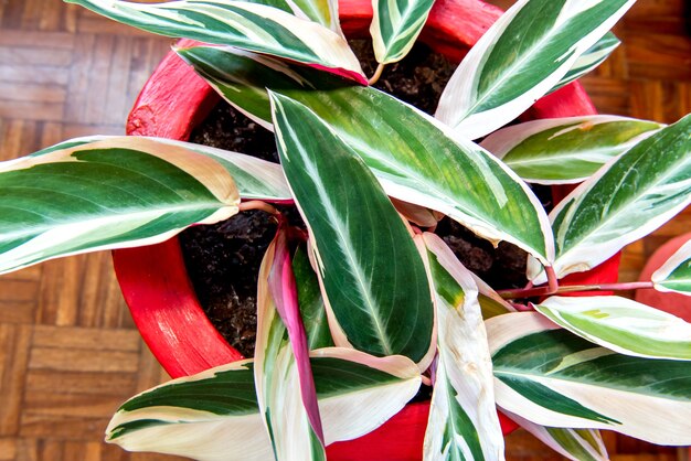 Foto planta de casa de maranta, colorido calathea stromanthe triostar.