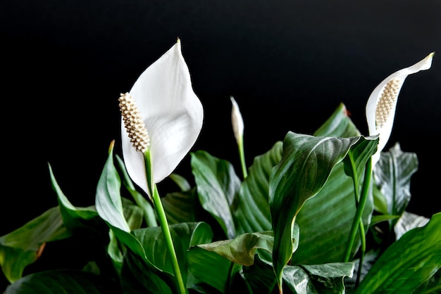 Foto planta de casa decorativa spathiphyllum wallisii. comumente conhecido como lírio da paz, fundo preto