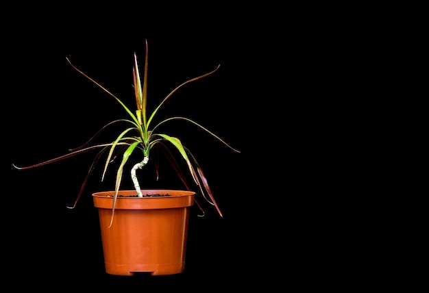 Planta de casa dracaena em uma panela em um fundo preto