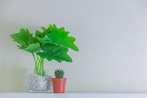 Planta de casa e cacto em uns potenciômetros bonitos na prateleira de madeira na parede branca com espaço da cópia. Design de decoração de estilo minimalista.