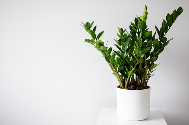 Planta de casa em vaso sobre fundo de parede branca com espaço de cópia