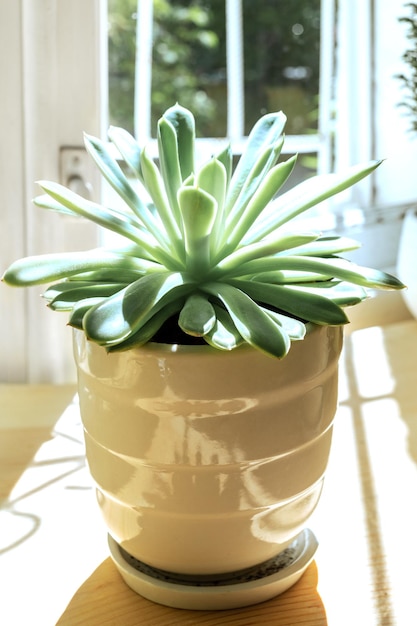 Planta de casa em vaso verde suculenta na mesa de madeira no pano de fundo da janela em dia ensolarado Luz traseira