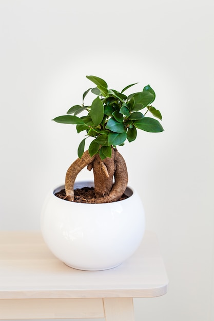 Planta de casa ficus microcarpa ginseng em vaso branco