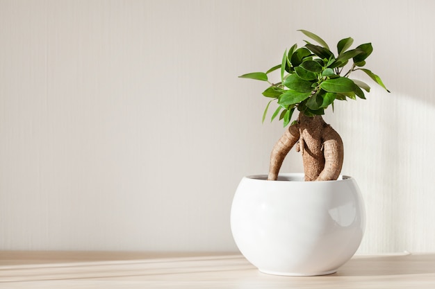 Planta de casa ficus microcarpa ginseng em vaso branco