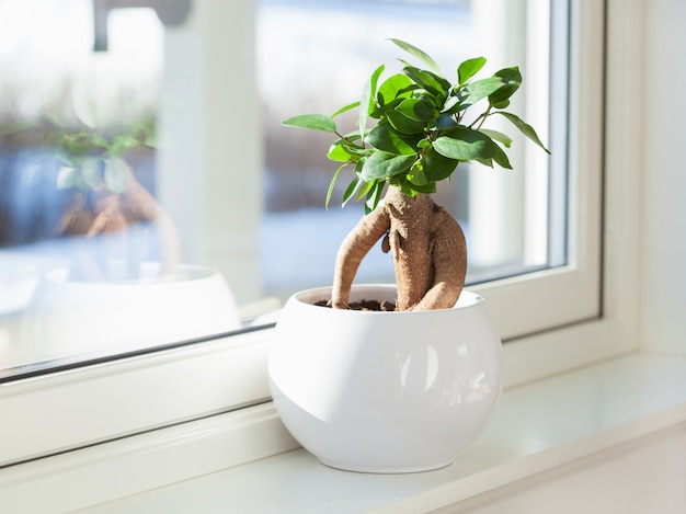 Planta de casa ficus microcarpa ginseng em vaso branco