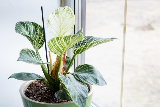 Planta de casa filodendro Birkin no parapeito da janela Crescendo e cuidando de plantas de interior