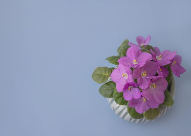 Planta de casa flor violeta rosa brilhante em um pote em um lugar de fundo azul para vista superior do modelo de texto