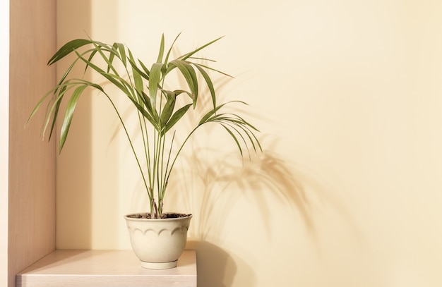 Planta de casa Howea em vaso de cerâmica em prateleira de madeira com sombras na parede bege