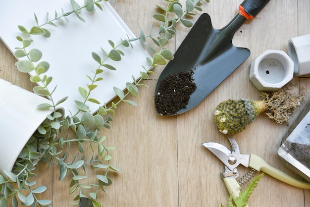 Planta de casa interna para decoração de casa replantação de ferramentas de jardinagem de árvores plantação de cactos em pequeno vaso de flores passatempo e recreação de estilo de vida da cidade