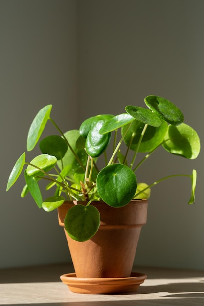 Planta de casa pilea peperomioides em vaso de terracota em casa planta de dinheiro chinês jardinagem interna