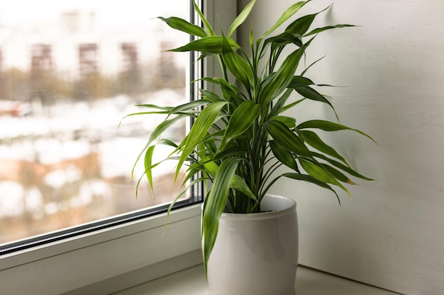 Planta de casa Planta de bambu Dracaena Sanderiana em vaso de flores brancas no peitoril da janela do quarto