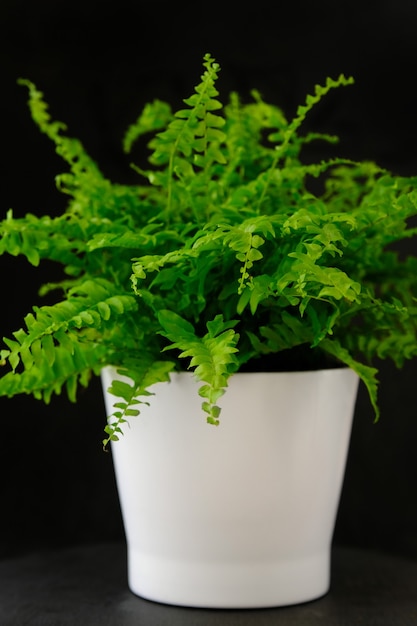 Planta de casa verde brilhante em vaso branco sobre fundo preto. Samambaia decorativa para interior.