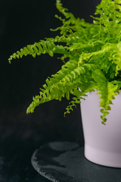 Planta de casa verde clara em vaso branco. Samambaia decorativa. Fundo preto. Flor de interior no interior.