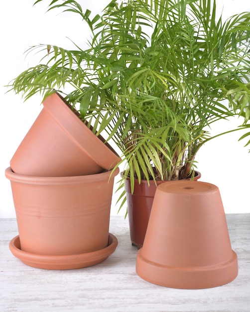 Foto planta de casa verde em um pote de plástico ao lado de potes de terracota em uma mesa