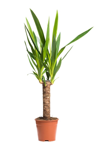 Planta de casa Yucca Uma planta em vaso isolada no fundo branco