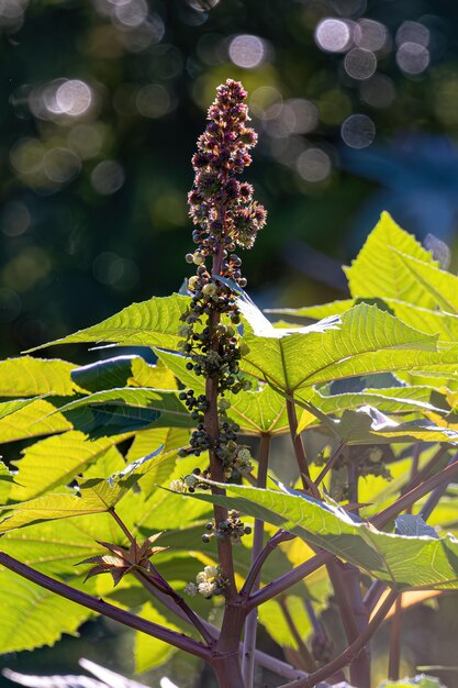 Foto planta de castanha verde