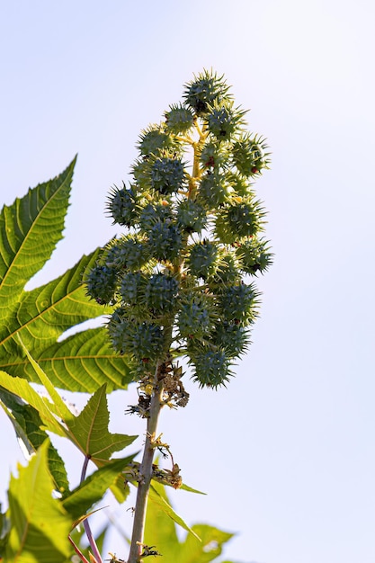 Foto planta de castanha verde