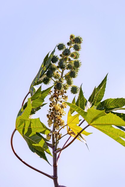 Foto planta de castanha verde