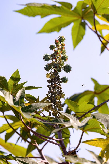 Foto planta de castanha verde