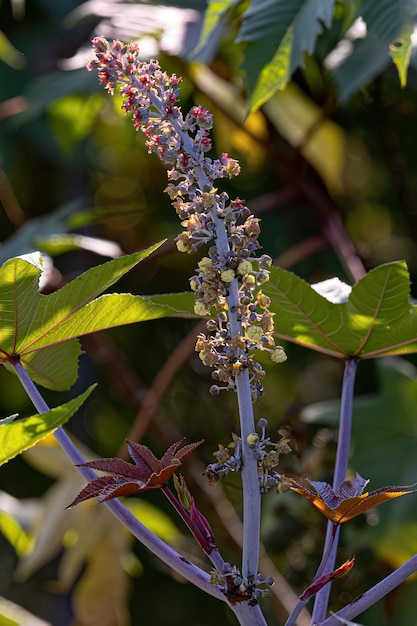 Foto planta de castanha verde