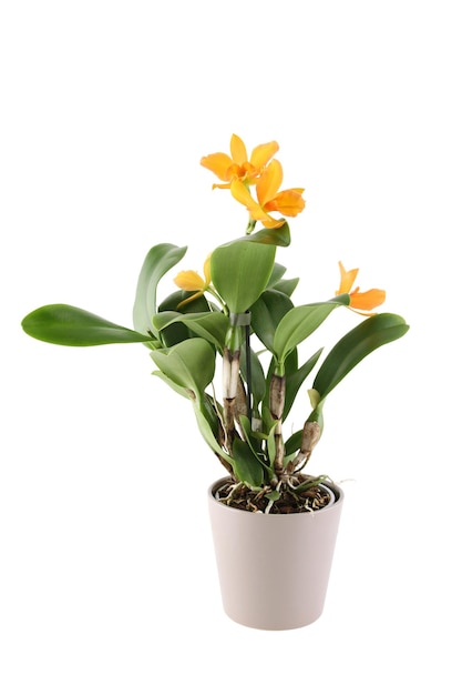 Planta de Cattleya em vaso com flores amarelas.