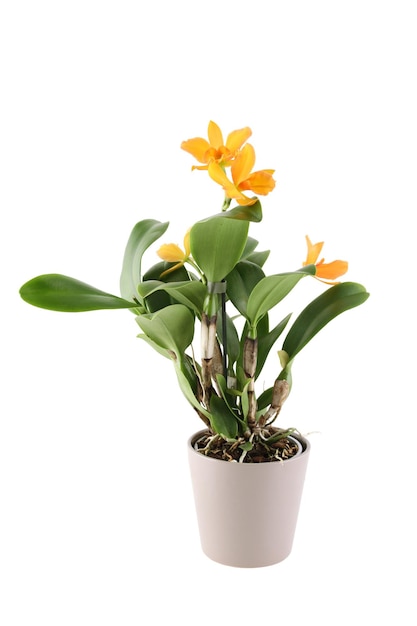 Planta de cattleya em vaso com flores amarelas.