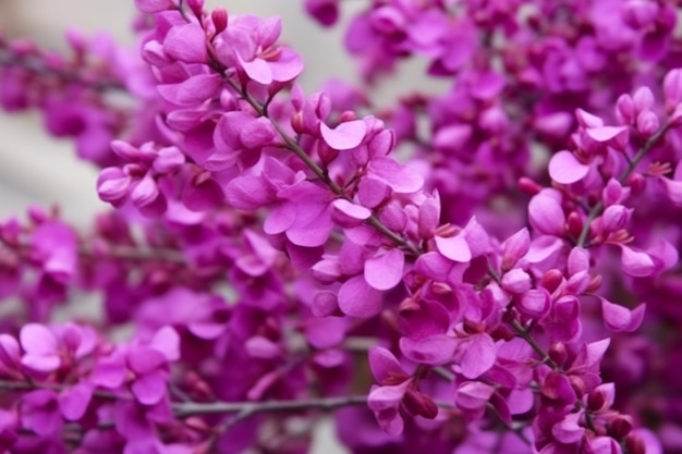 Planta de cercis siliquastrum em florecimento violeta