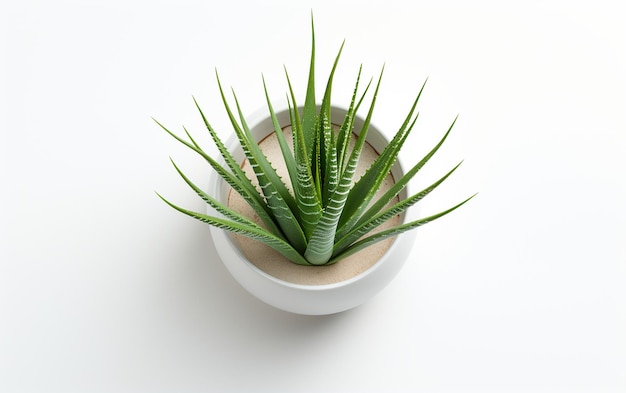 Planta de cereja Aloe Vera em um fundo branco puro