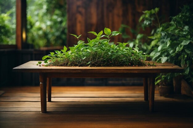Planta de chá com fundo de mesa de madeira