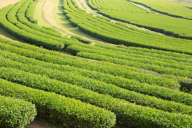 Planta de chá fresco na fazenda