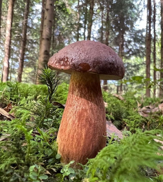 Planta de cogumelo na floresta de madeira natural