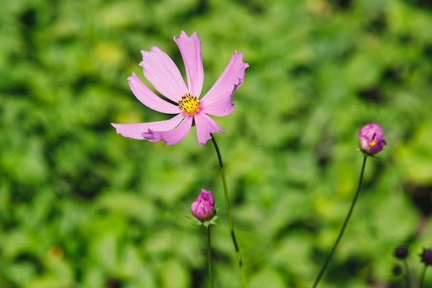 Planta de cosmos de flores no jardim em um dia ensolarado de verão com foco suave