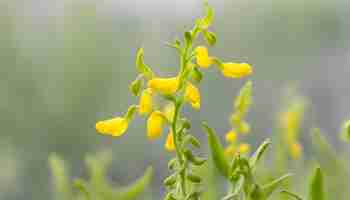 Foto planta de crotalaria amarela isolada em fundo de céu branco