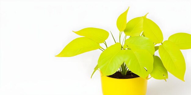 Planta de decoração com folhas amarelas e verdes em uma panela em fundo branco com espaço de cópia para texto