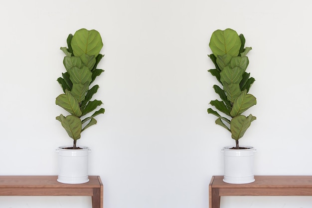 Foto planta de decoração de estilo escandinavo folha verde folha de figueira