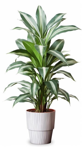 Foto planta de dracaena em fundo transparente