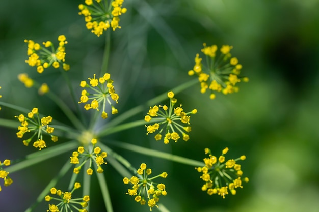 Planta de endro em flor em uma macrofotografia de fundo verde em um dia ensolarado de verão