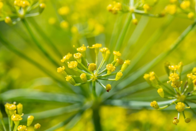 Planta de endro em flor em uma macrofotografia de fundo verde em um dia ensolarado de verão