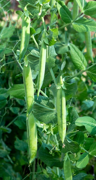 Planta de ervilha crescendo